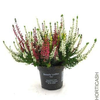 BRUYERES CALLUNA BRUYERES CALLUNA