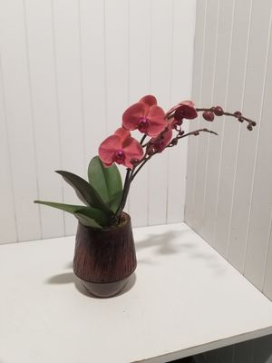 orchidee en pot  # 38