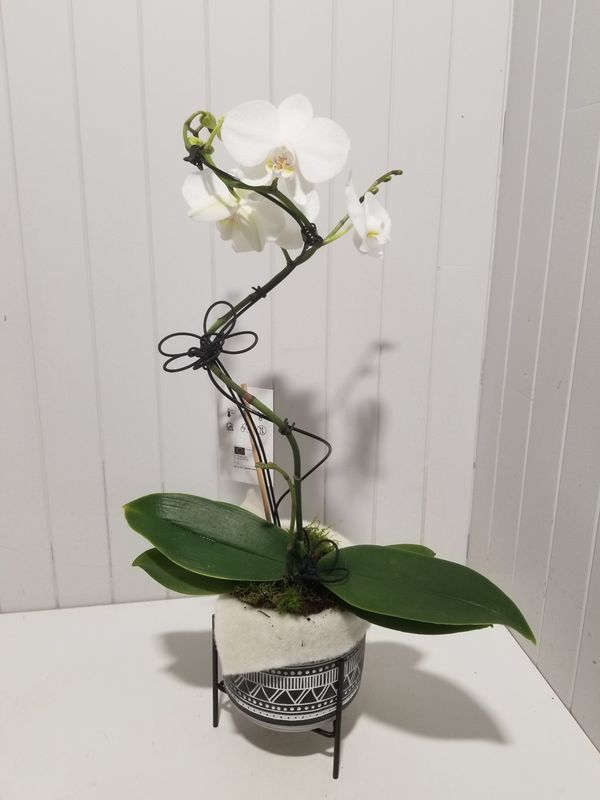 orchidée cascade en pot # 108 orchidée cascade en pot # 108