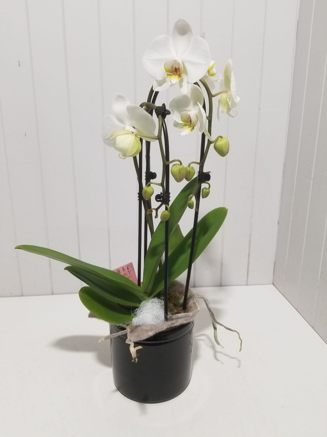  orchidée cascade  en pot  # 108