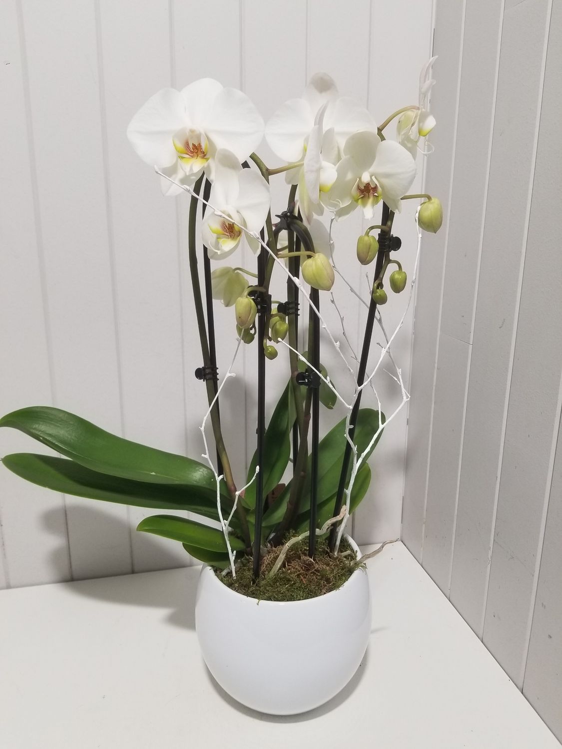  orchidée cascade  en pot  # 108