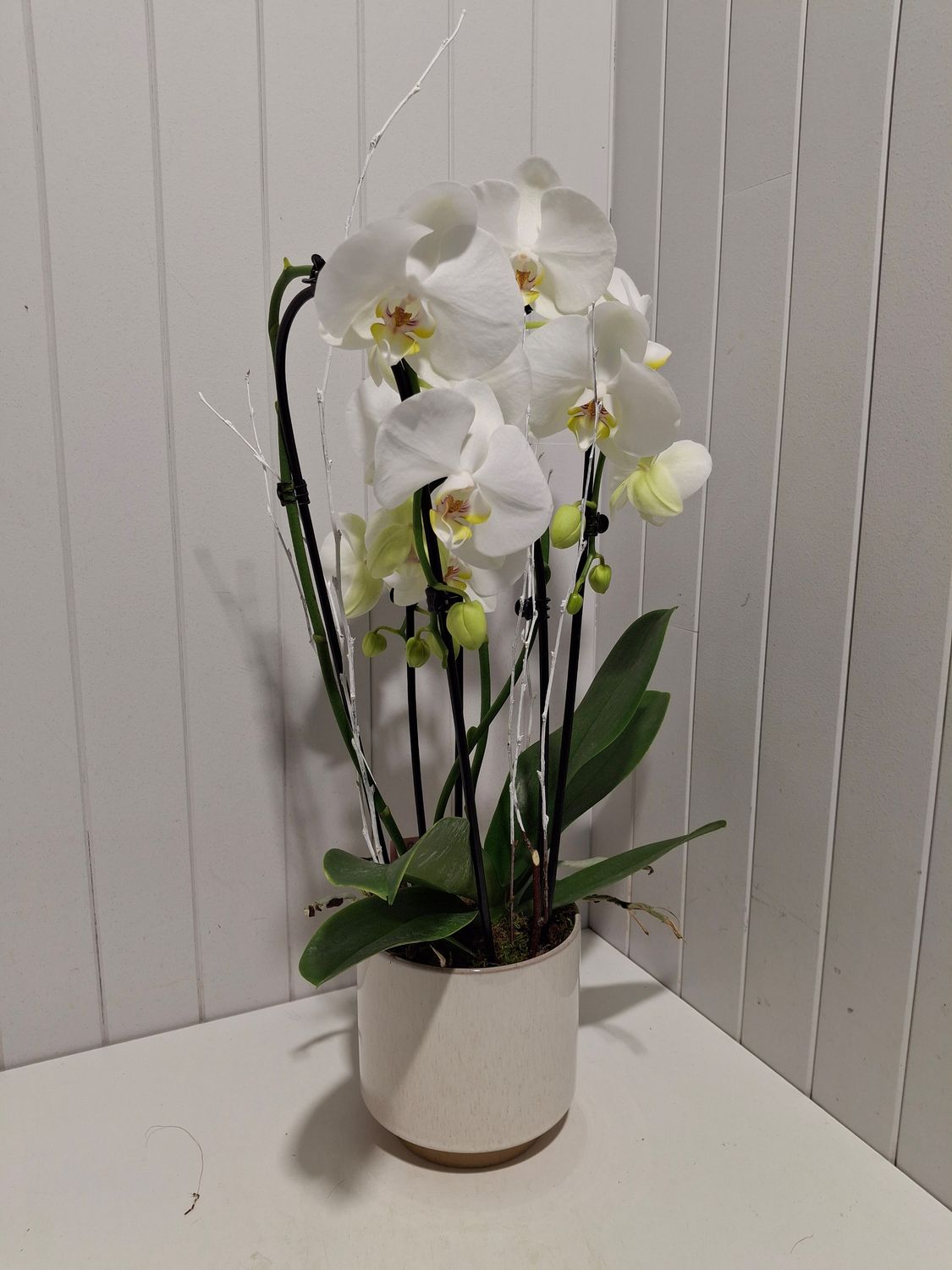 orchidée cascade en pot # 108 orchidée cascade en pot # 108