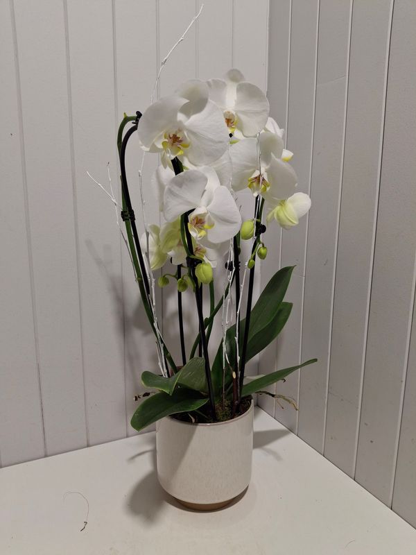 orchidée cascade en pot # 108 orchidée cascade en pot # 108
