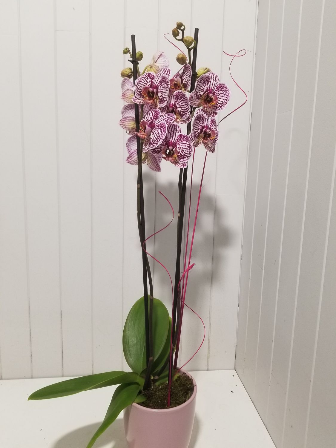  disponible en Livraison # 14