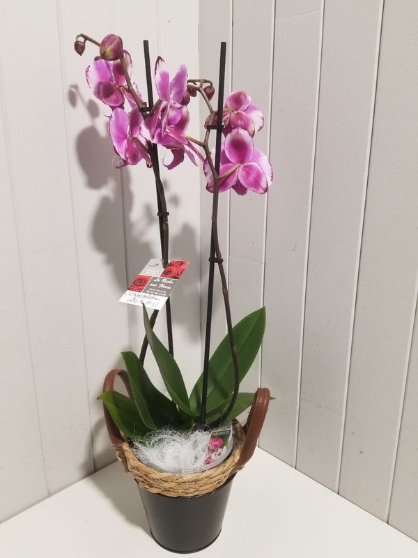 Orchidee   #12