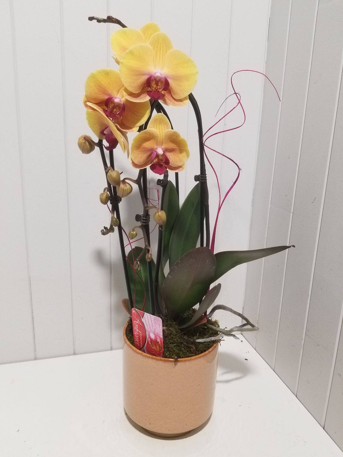 disponible en Drive et en Livraison # 13