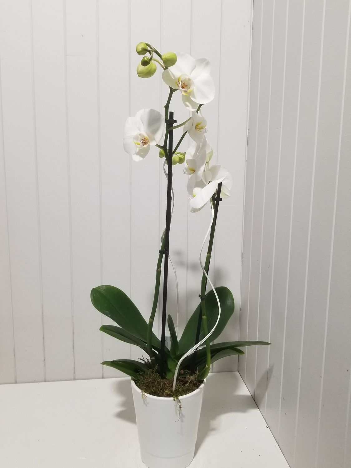 disponible en Drive et en Livraison # 13