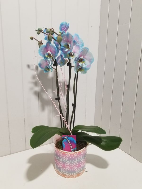 Disponible  en magasin # 7