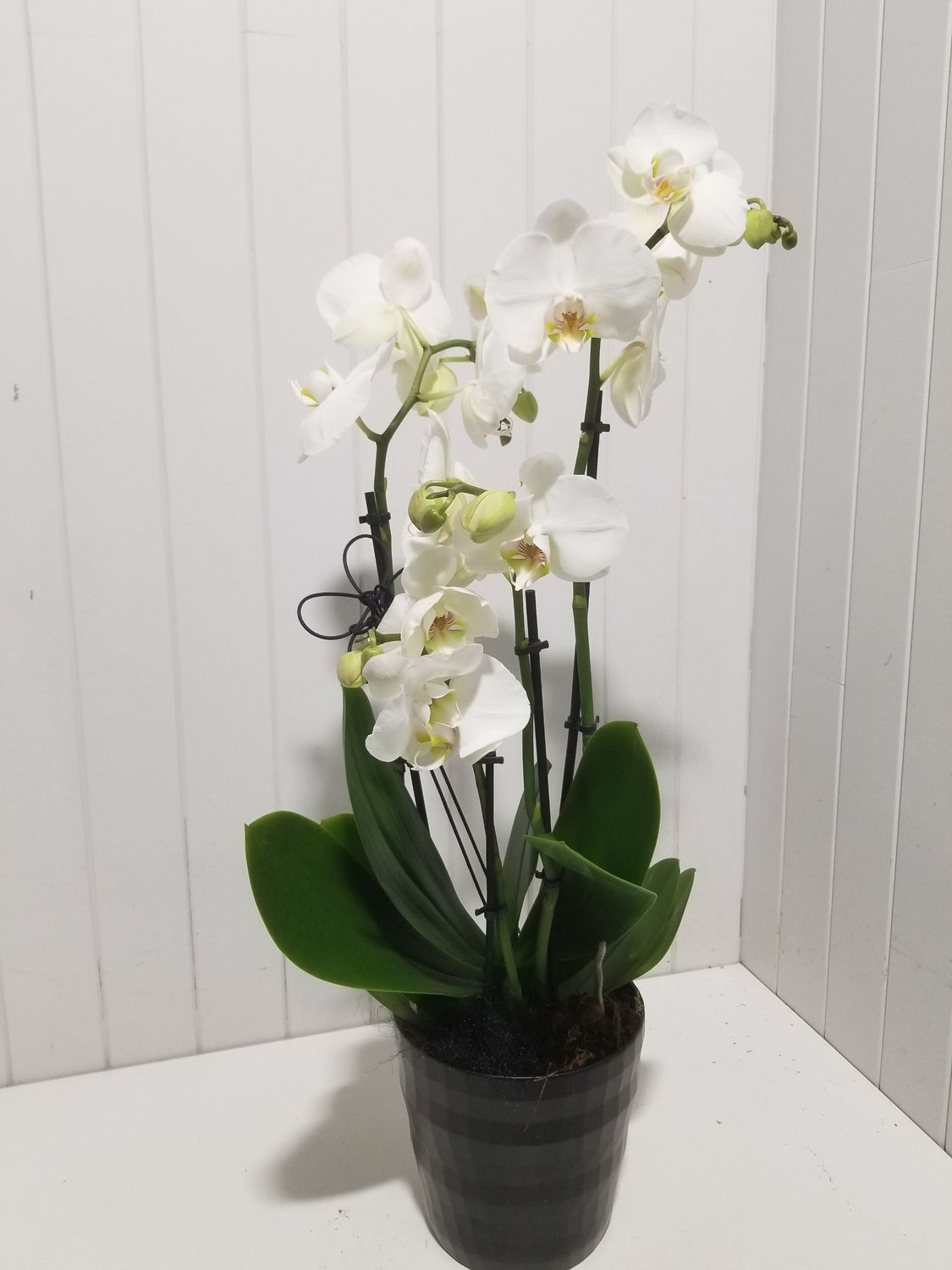 disponible en Drive et en Livraison # 88