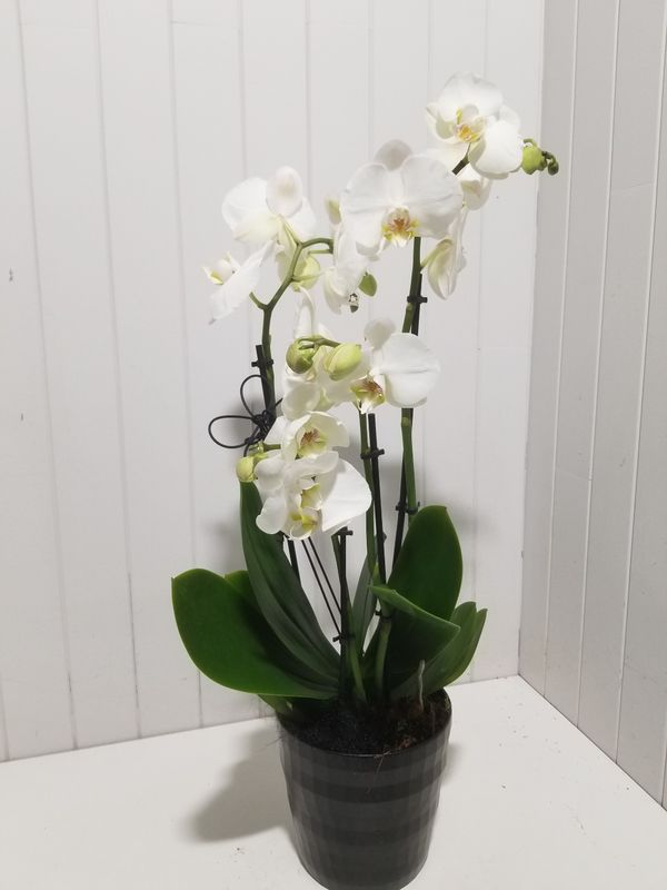 disponible en Drive et en Livraison # 88 disponible en Drive et en Livraison # 88