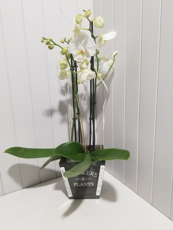 disponible en Drive et en Livraison # 88