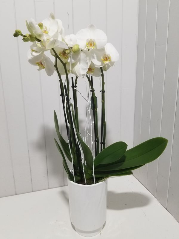 disponible en Drive et en Livraison # 11 disponible en Drive et en Livraison # 11