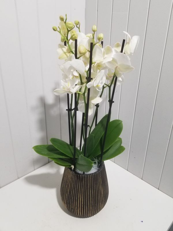 disponible en Magasin # 22 disponible en Magasin # 22