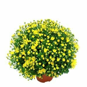 CHRYSANTHEME MULTIFLEURS Me dubet x2 couleur mauve mais pas jaune