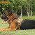 EXCELLENT ELITE SPANKER Tactical Dog Training Vest Dog Clothes Molle Pet Vest Harness Training Dog Harness Hunting Accessories