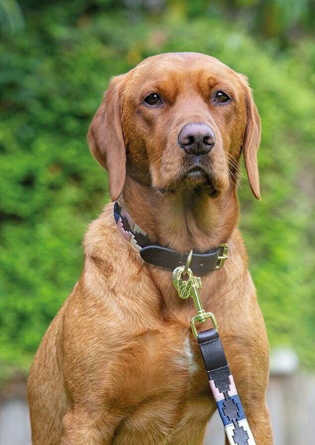 Shires Digby & Fox Drover Polo Dog Collar 