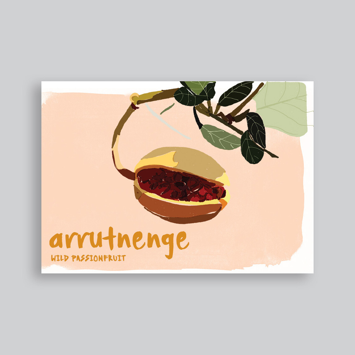 Greeting Cards: Arrernte Bush Tucker (set of 3)