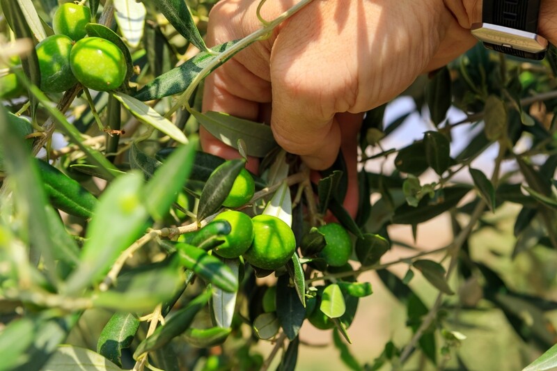 Di Giovanna Extra Virgin Olive Oil