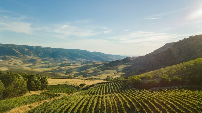 Di Giovanna Wines