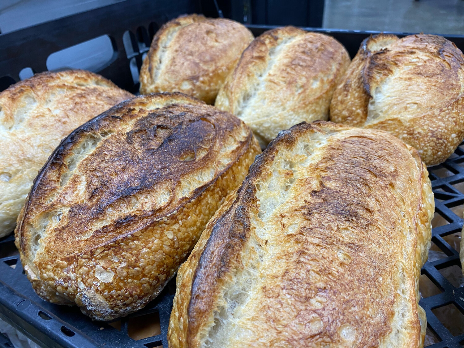 Whole Wheat Sourdough