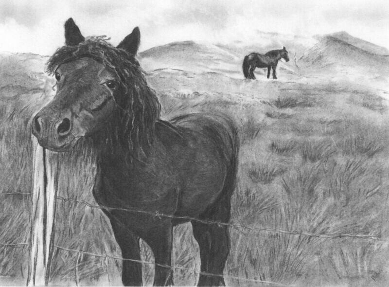 Cumbrian Fell pony