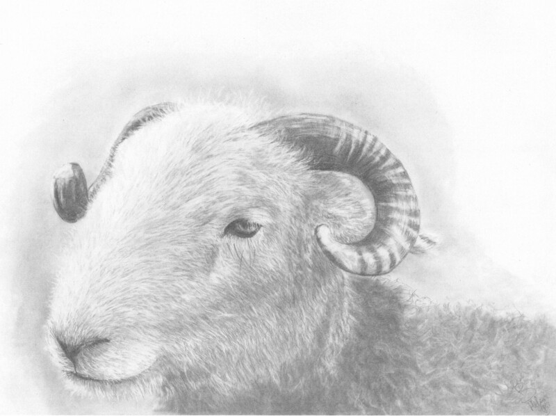 Herdwick Ram