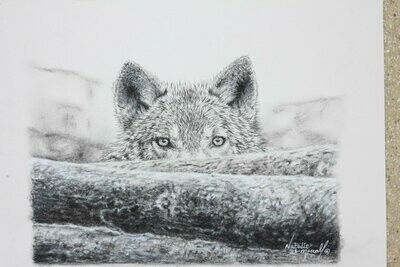 'Predator' an original (hand drawn) Charcoal drawing of an Iberian Wolf by Natalie Mascall ©