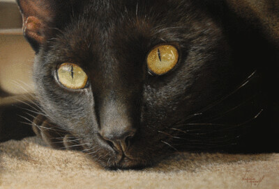 'Golden Eyes' a black cat, is an Open Edition Giclee Print from the original pastel drawing by Natalie Mascall ©
