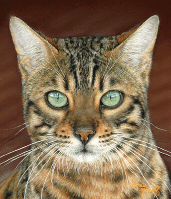'Bengal Beauty' is an Open Edition giclee fine art print of a Bengal Cat by Natalie Mascall ©