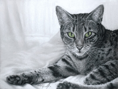 'Fascinated' is an Open Edition giclee fine art print of a Bengal cat by Natalie Mascall ©