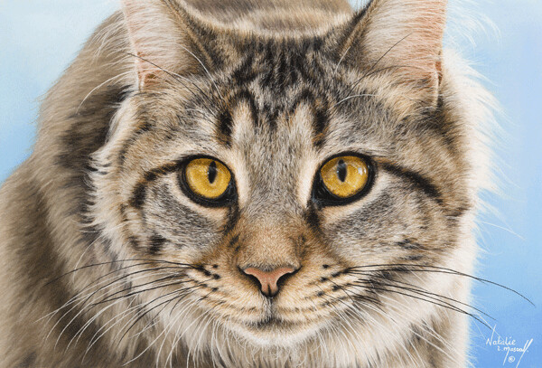 'Ben's Cat' a mixed Maine Coone and Norwegian Forest Cat, is an Open Edition giclee fine art print by Natalie Mascall ©