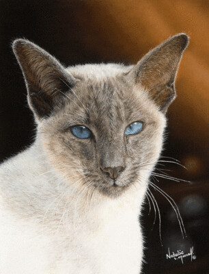 'Silver-point Siamese' cat, is an Open Edition giclee fine art print by Natalie Mascall ©