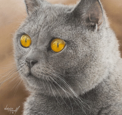 'Blue' a British Blue, is an Open Edition giclee fine art print by Natalie Mascall ©