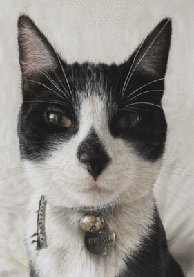 Cat 'Brian' is an Open Edition giclee fine art print by Natalie Mascall ©