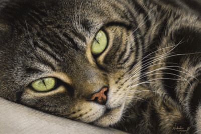 'Tigs' a tabby, is an Open Edition giclle fine art print by Natalie Mascall ©