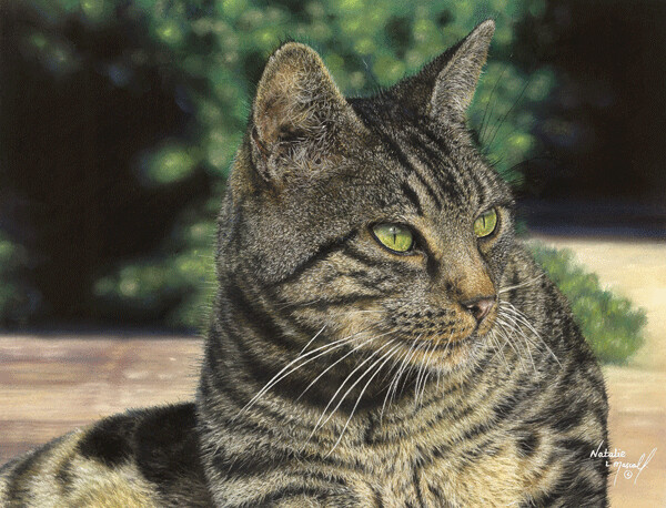 '...morning sun' a tabby cat, is an Open Edition giclee fine art print by Natalie Mascall ©