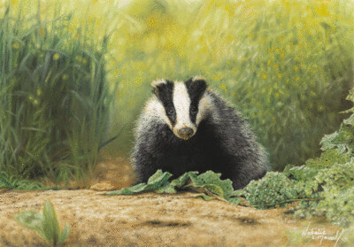 'Foraging Badger' is an Open Edition giclee fine art print of a badger by Natalie Mascall ©
