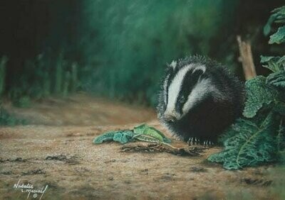 'Mr Badger' is an Open Edition giclee fine art print of a badger by Natalie Mascall ©