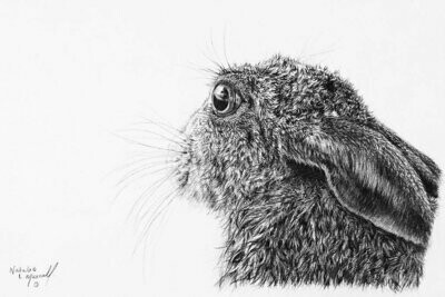 'Scottish Hare' is an Open Edition giclee fine art print of a wild hare by Natalie Mascall ©