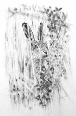 Wild Hare 'Observing' is an Open Edition giclee fine art print by Natalie Mascall ©
