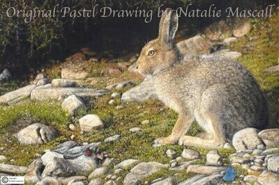 'Mountain Hare' is an Open edition giclee fine art print of a wild Scottish hare by Natalie Mascall ©