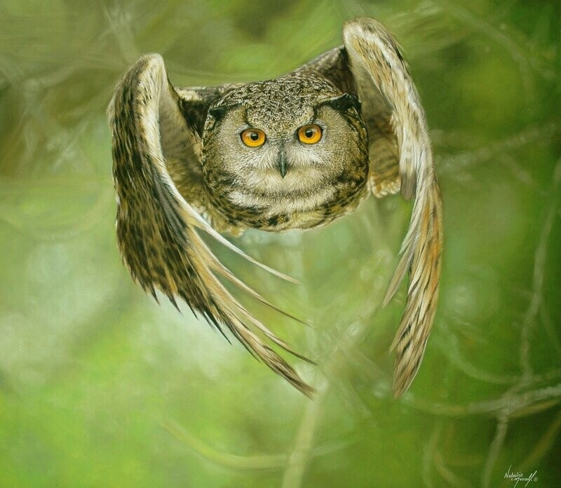'In Flight!' (A3 size) is a Limited Edition giclee fine art print of a European Eagle Owl by Natalie Mascall ©