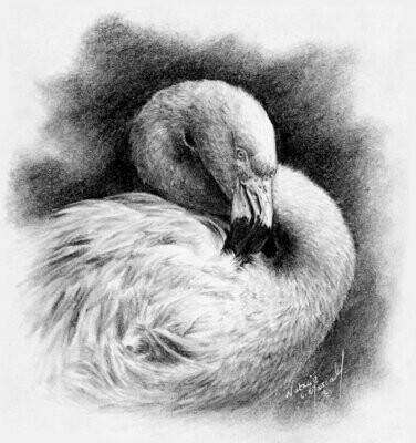 'Preening Flamingo' is an Open edition giclee fine art print, B&W, by Natalie Mascall ©