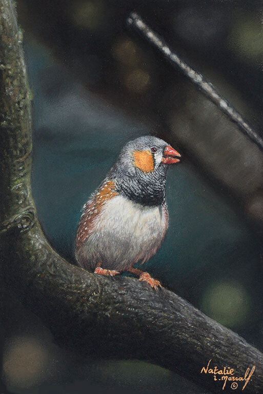 'Zebra Finch' is an Open Edition giclee fine art print by Natalie Mascall ©
