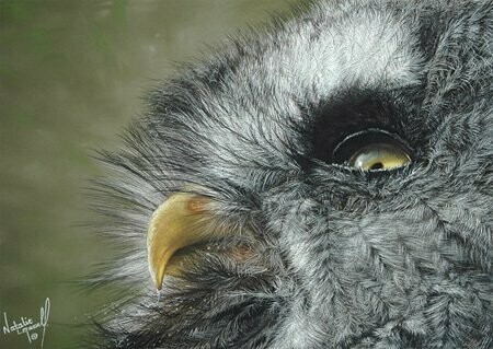 'Great Grey Owl' is an Open Edition giclee fine art print by Natalie Mascall©
