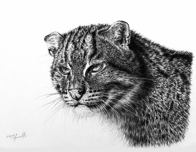 'Aquarius' is an Open Edition giclee fine art print of a fishing cat drawn by Natalie Mascall ©