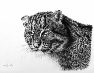 'Aquarius' is an Open Edition giclee fine art print of a fishing cat drawn by Natalie Mascall ©