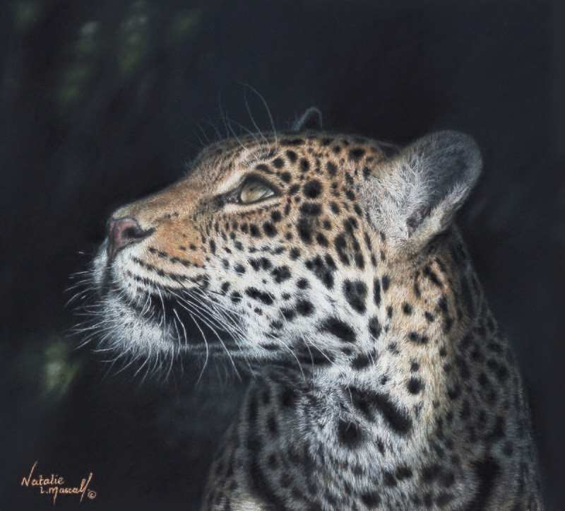 'Panthera onca' An open Edition giclee/fine art print, printed from the original pastel drawing of Keira, a jaguar from the Big Cat Sanctuary, by Natalie Mascall © Canvas prints available... 'Panthera onca' An open Edition giclee/fine art print, printed from the original pastel drawing of Keira, a jaguar from the Big Cat Sanctuary, by Natalie Mascall © Canvas prints available...