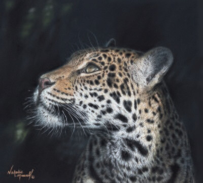 'Panthera onca' is an Open edition giclee fine art print of Keira, a jaguar from BCS by Natalie Mascall ©