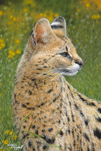 'Leptailurus serval' is an Open edition giclee fine art print by Natalie Mascall © This is Samia or Jua from the Big Cat Sanctuary. Canvas prints now available... 'Leptailurus serval' is an Open edition giclee fine art print by Natalie Mascall © This is Samia or Jua from the Big Cat Sanctuary. Canvas prints now available...